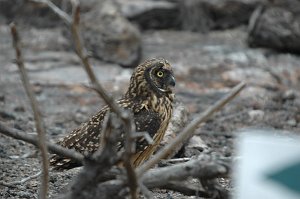 Owl, Short-eared, 2004-11045918